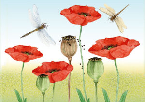 Tarjeta & Sobre "Libélula & Amapolas"